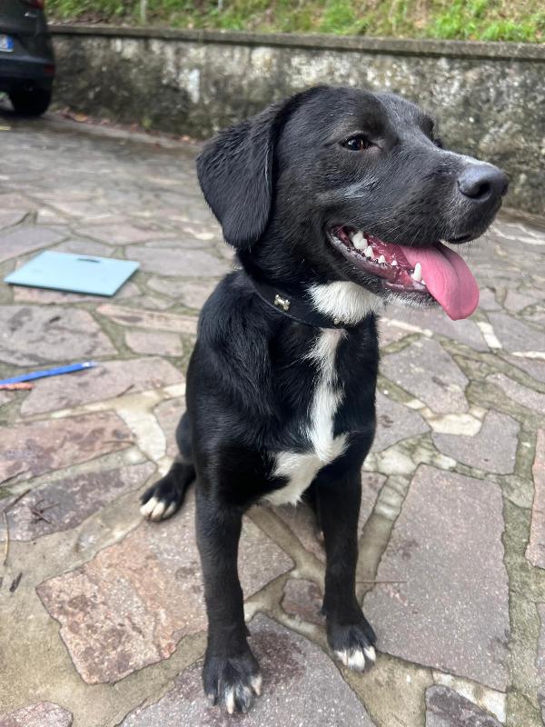 💛 BRUNO – UN CUCCIOLO SPECIALE IN CERCA DI CASA 💛 Foto 9